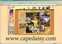 Cape Daisy®